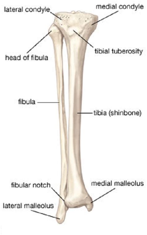 Leg Bone Diagram Human Anatomy For The Artist Anterior Leg Part 2