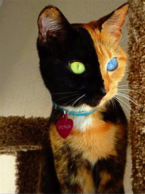 Venus The Chimera Cat Cats Pretty Cats Beautiful Cats