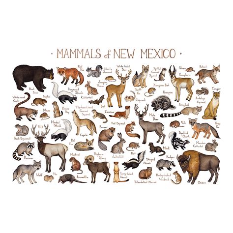 New Mexico Mammals Field Guide Art Print Animals Of New