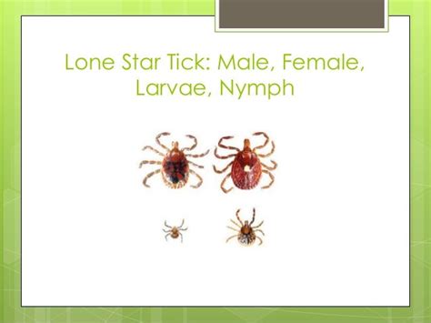 Ticks And The Diseases They Carry