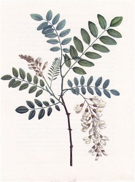 Acacia Thornwood Botanical Illustration Vintage Botanical Drawings