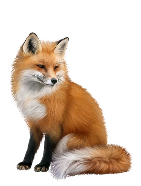 Cute Fox Png Png Image Collection