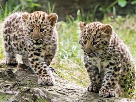 Top 143 Amur Leopard Endangered Animals