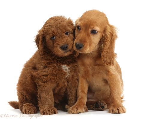 Most relevant best selling latest uploads. Dogs: Puppy love photo WP36754