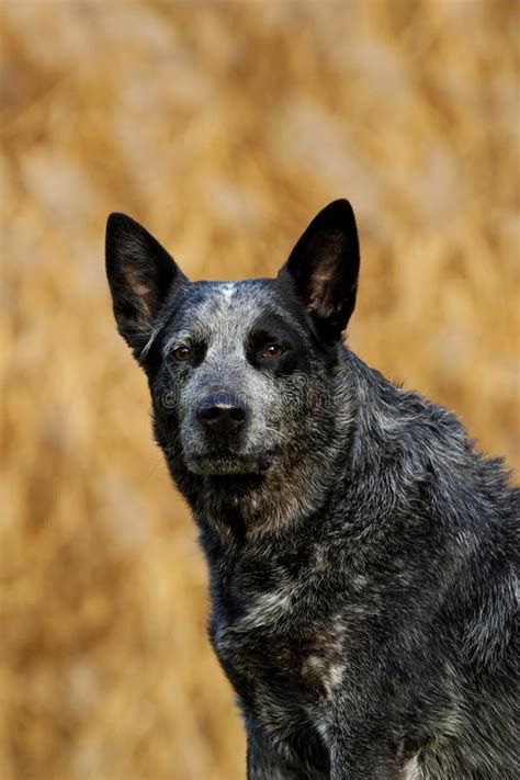 Australian Cattle Dog Male Portrait Stock Image Image Of Expression