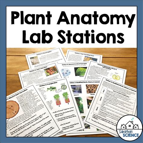 Plant Anatomy Lab Stations Suburban Science