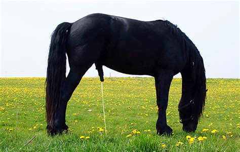 9 Things Your Horses Urine Says About His Health Horse And Hound