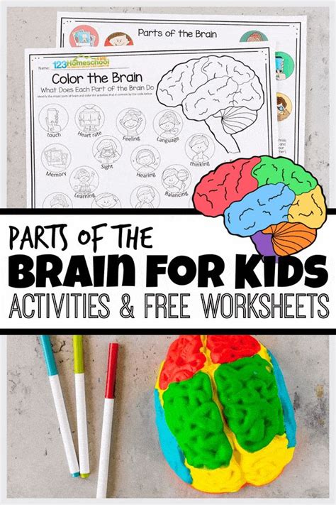 Parts Of The Brain Worksheets