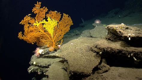 The Northeast Canyons And Seamounts Atlantic Ocean Picture 27
