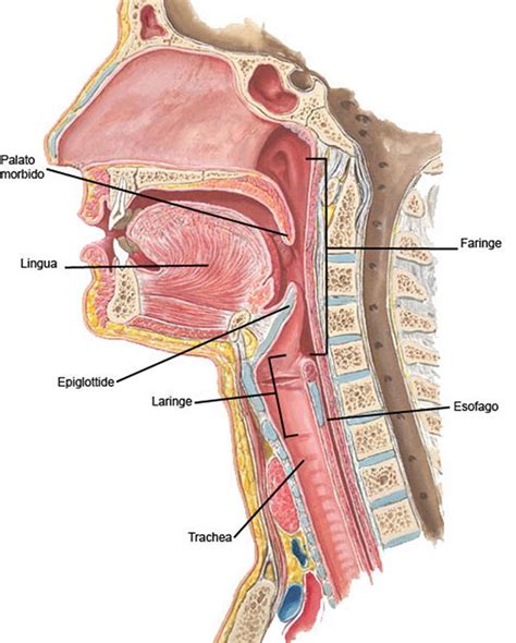 Laringe E Faringe Pesquisa Google Apparato Respiratorio