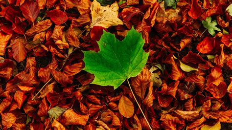 Autumn Leaves 5k Wallpapers Hd Wallpapers Id 28883