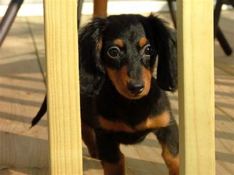 The dachshund, or wiener dog, is a lively, clever, and courageous dog breed that is generally good with children. miniature dachshund puppies for sale in ohio | Zoe Fans ...
