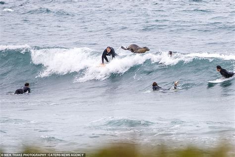 Sea lion joins in with surfers and even gives one a helpful nudge with