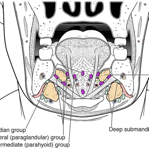 Schematic Illustration Crosscut Of The Floor Of The Mouth In A