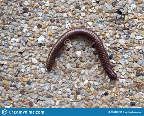 A Millipede Crawling On The Ground In The Grass Stock Photography