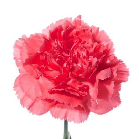 Coral Carnations Carnations Types Of Flowers Flower Centerpieces
