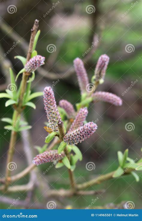Close Up Of Purplish Reddish Colored Catkins Of A Willow Tree Stock