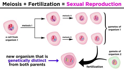 Meiosis Fertilization Diagram