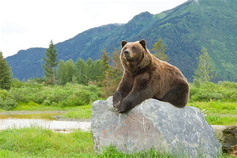 10 Best Spots To See Wildlife In Alaska