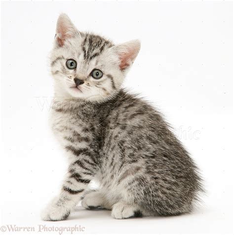 Silver Tabby Kitten Sitting Photo Wp30756