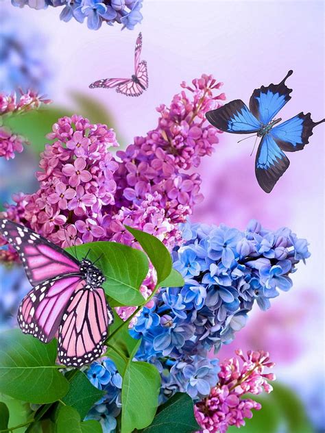 1920x1080px 1080p Free Download Spring Blue Butterfly Flowers