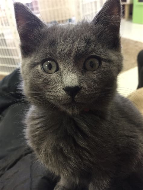 One Of The Three Adorable Gray Kittens Up For Adoption At Mirandas
