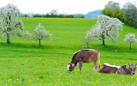 Spring Cows Wallpapers Wallpaper Cave
