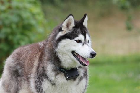 Are Huskies Hypoallergenic What You Need To Know Hepper