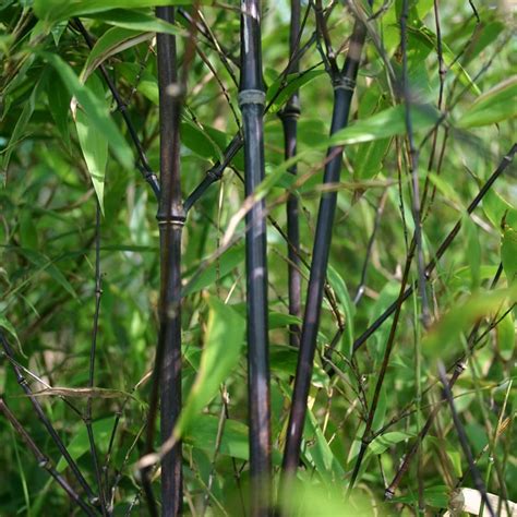 Buy Black Bamboo Phyllostachys Nigra £5999 Delivery By Crocus