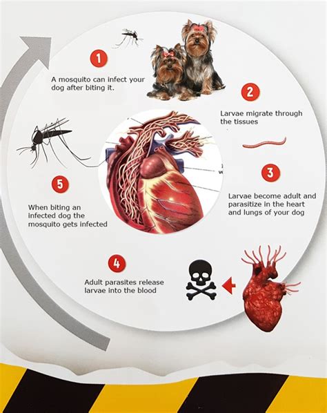 10 Most Common Dog Diseases Sign And Treatments