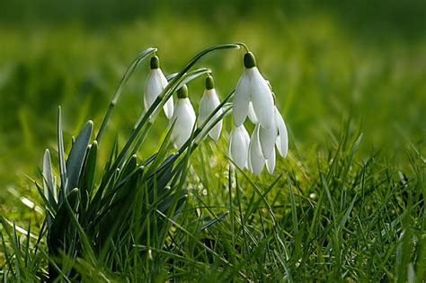 Royalty Free Photo White Petaled Flowers Pickpik