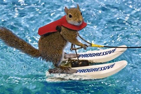 Water Skiing Squirrel Hes Usually At The Boat Show Every Year