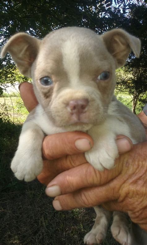 All puppies are healthy and come with playing toys and acce… akc champagne boston terrier puppies… these cuties are akc registered. Boston Terrier Puppies For Sale | Cave City, KY #283790