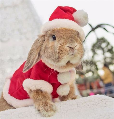Pin By Chats On ~bunnies~ Cute Baby Bunnies Pet Bunny Christmas Bunny