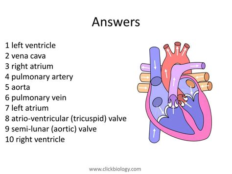 Ppt Heart Structure Powerpoint Presentation Free Download Id2649430
