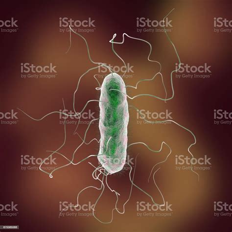 Proteus Mirabilis Bakteri Stok Vektör Sanatı And Dijital Görüntü‘nin Daha