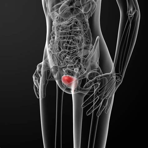Download x apk for android. 3d render female bladder anatomy x-ray Royalty Free Stock Image | Stock Photos, Royalty Free ...