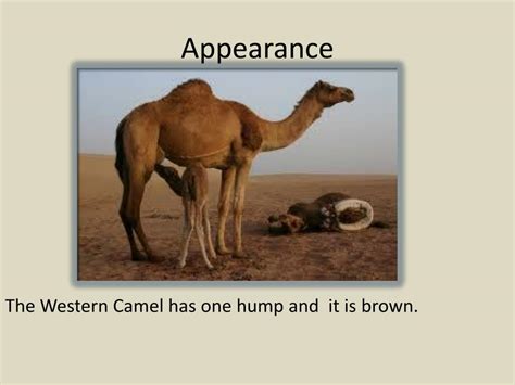 Ppt Western Camel Powerpoint Presentation Free Download Id2820029