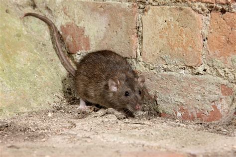 Rats Trowbridge Based Pest Control In Wiltshire And Somerset