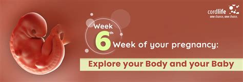 6th Week Of Pregnancy Everything You Need To Know