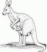 Kangaroo Coloring Pages Printable Kids Animal sketch template