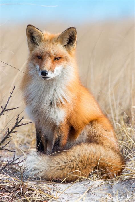 Red Fox Animali Animali Selvatici Animali Carini