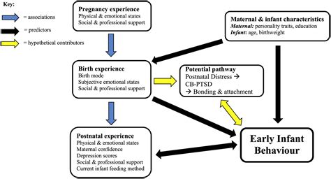 Frontiers Physical And Psychological Childbirth Experiences And Early Infant Temperament