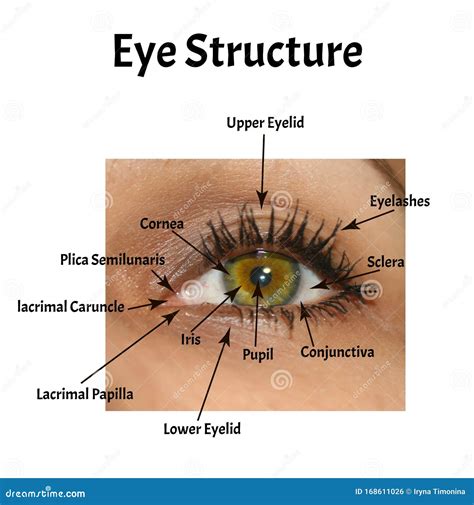 The Structure Of The Eye Is Anatomical External The Structure Of The