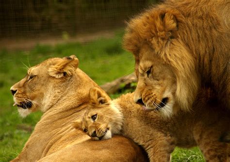 Cute Animal Wallpapers, Puffy, Hd Wild Life Photos, High ...