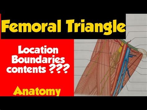 The femoral canal is bordered Femoral Triangle | Anatomy | B.D. Chaurasia | boundaries ...