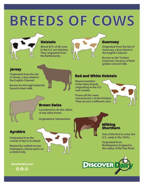 Cow Chart Wrap Dairy Cow Breeds Breeds Of Cows Dairy Cows The Best