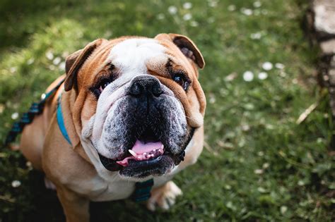 Bulldog Problems About Their Skin Folds And How To Avoid Infections