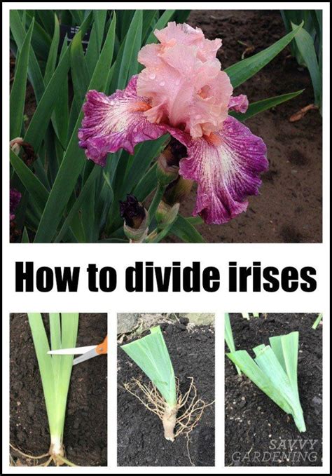 How To Divide Irises And Replant Them In The Garden Iris Flowers