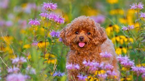 Spring Puppy Wallpaper 62 Images